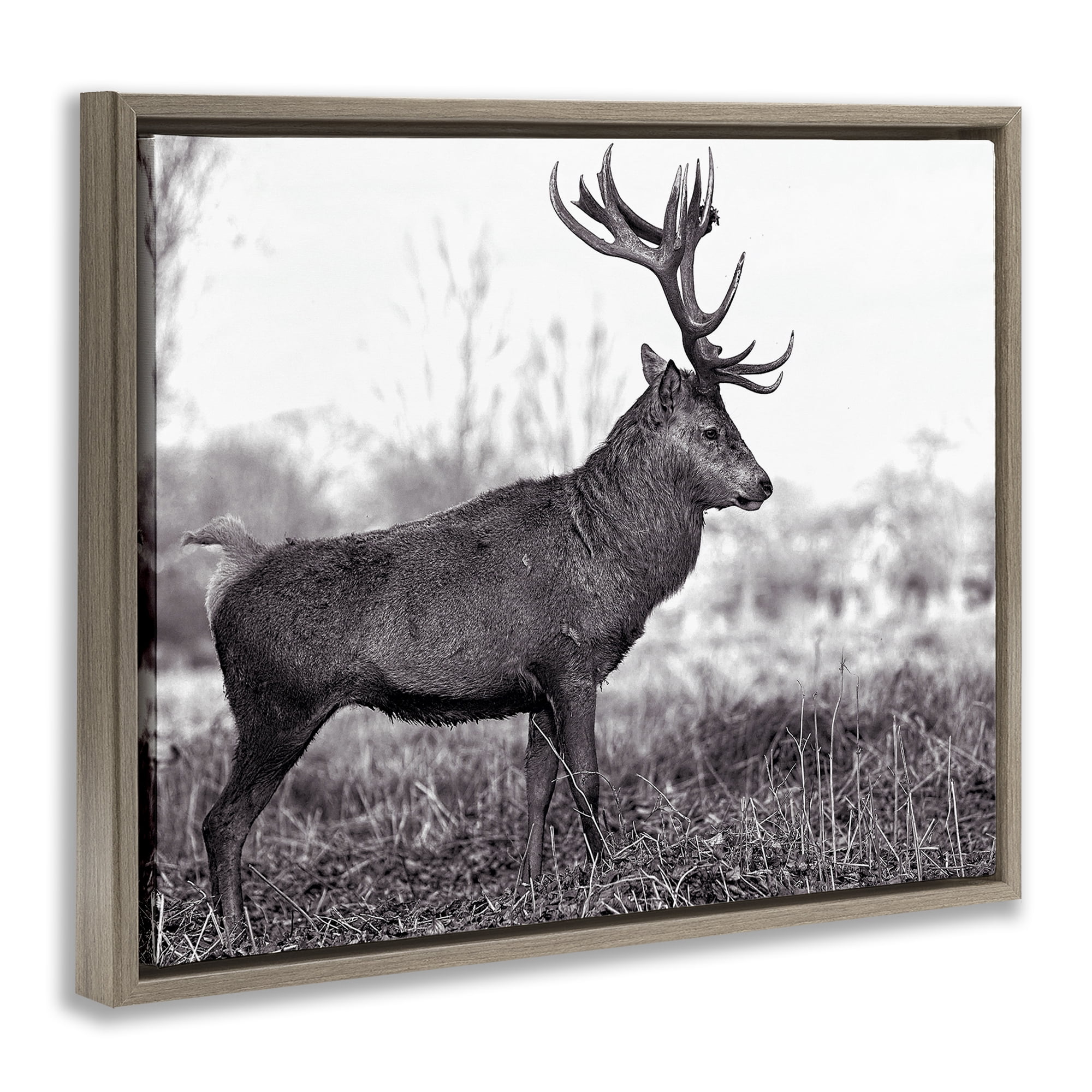 Stupell Industries Elk in Peaceful Forest Animals & Insects Photography Brown Floater Framed Canvas Art Print Wall Art, 31 x 25