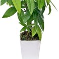 thumbnail image 3 of Live Money Tree, Pachira Aquatica, Birthday Gift Plant, Christmas Gift for Co-Worker, Potted Houseplant, Plant Lover Gift in 4" Plastic Gift Pot, 3 of 5