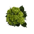thumbnail image 2 of Hydrangeas - 20 Stems of Mini Green Mojito, Farm Direct, Farm Direct Fresh Cut Flowers by Bloomingmore, 2 of 8