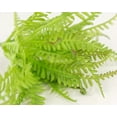 thumbnail image 2 of Fern Pick, 2 of 2