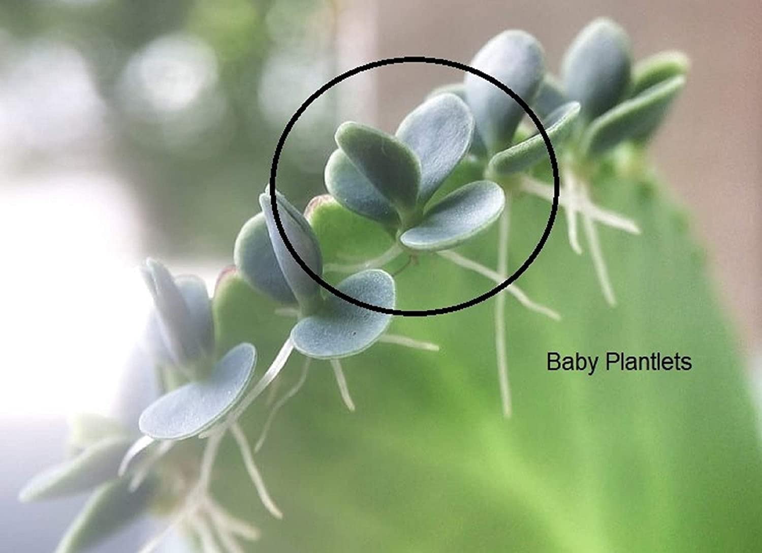 2 Mother of Thousands Plants - Kalanchoe daigremontiana - Mexican Hat Plant Succulent