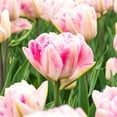 thumbnail image 5 of Easy to Grow Tulip Foxtrot 10 Plant Bulbs Double Group, Spring Zones 3-8, 5 of 6