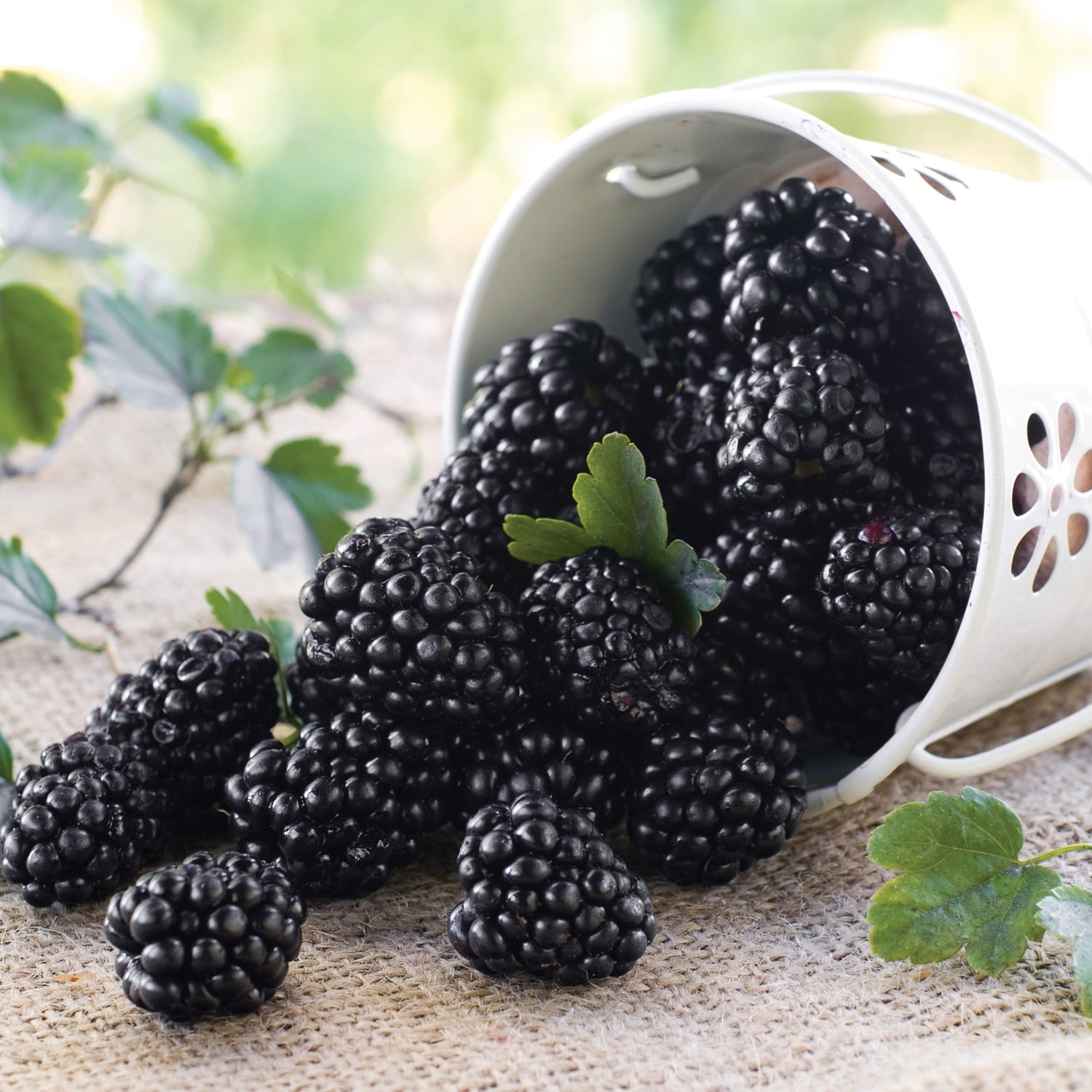 Van Zyverden Blackberry Thornless Triple Crown 1 Plant Pink Full Sun Perennial Pollinator 2 lbs