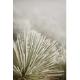 thumbnail image 2 of Grall, Don 11x14 White Modern Wood Framed Museum Art Print Titled - CO, Pike NF Soapweed yucca covered in hoarfrost, 2 of 4