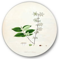 Designart 'Ancient Botanicals XV' Farmhouse Circle Metal Wall Art 36x36 - Disc of 36