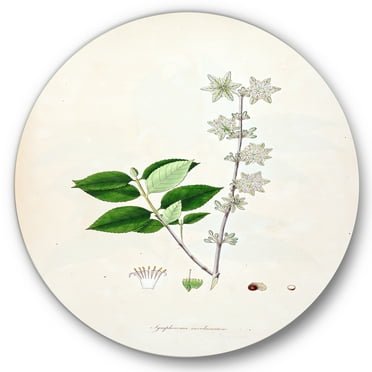 Designart 'Ancient Botanicals XV' Farmhouse Circle Metal Wall Art 36x36 - Disc of 36