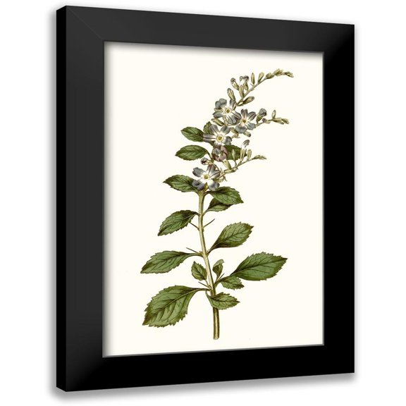 Curtis 11x14 Black Modern Framed Museum Art Print Titled - Soft Blue Botanicals I
