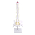 thumbnail image 1 of Modelo de columna vertebral flexionada lumbar flexible de 45 cm 1:1 para adultos, modelo de esqueleto humano con disco espinal, modelo de pelvis utilizado para masajes, yoga, 1 of 8