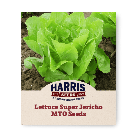 Harris Seeds - Lettuce Seeds - Super Jericho Mto Organic Variety - Non-GMO - 50 Seeds