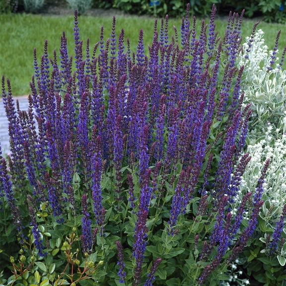 Van Zyverden Salvia May Night Set of 3 Plant Roots Purple Full Sun Perennial Fragrant 1 lb
