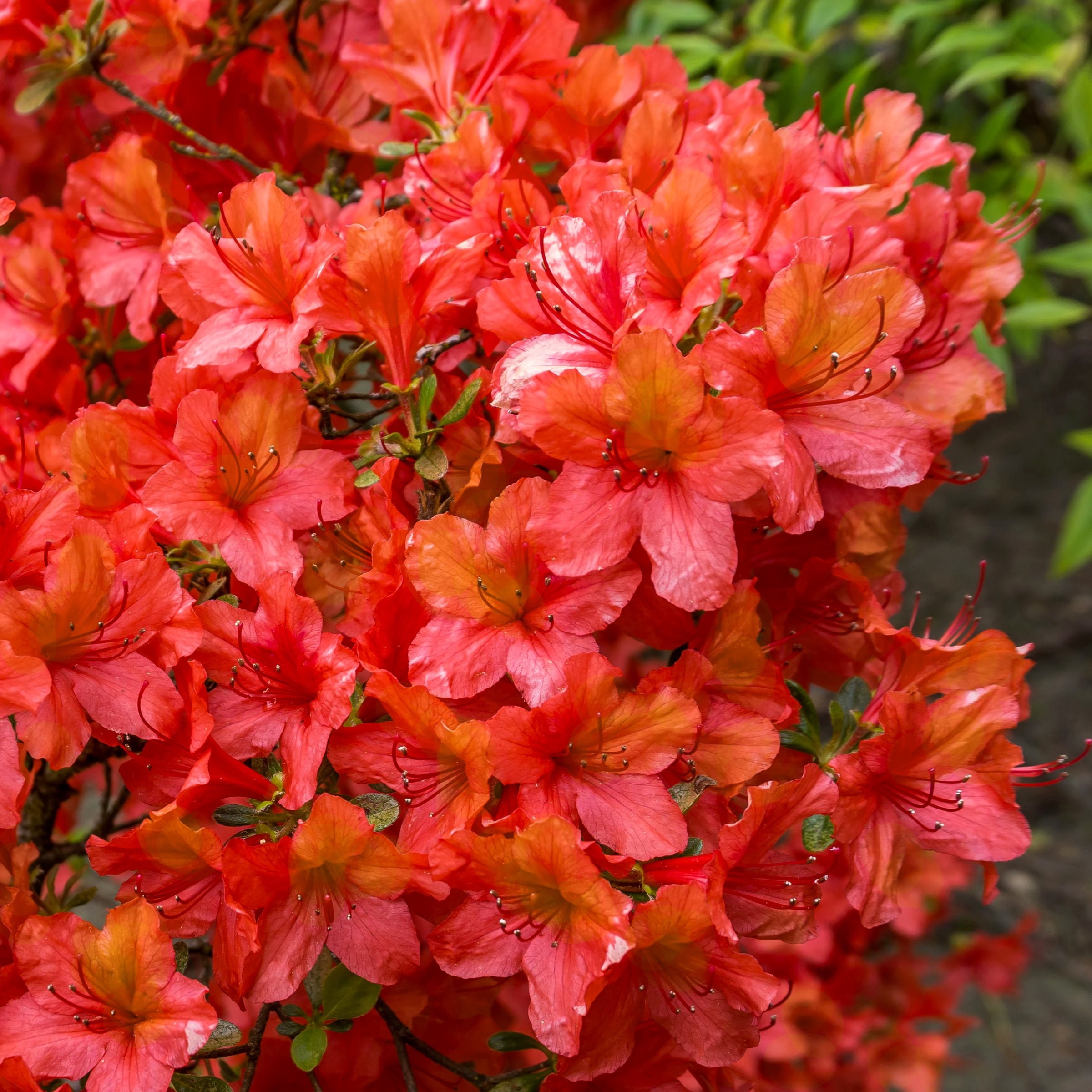 National Plant Network 3 gal. Native Azalea Jeb Stuart