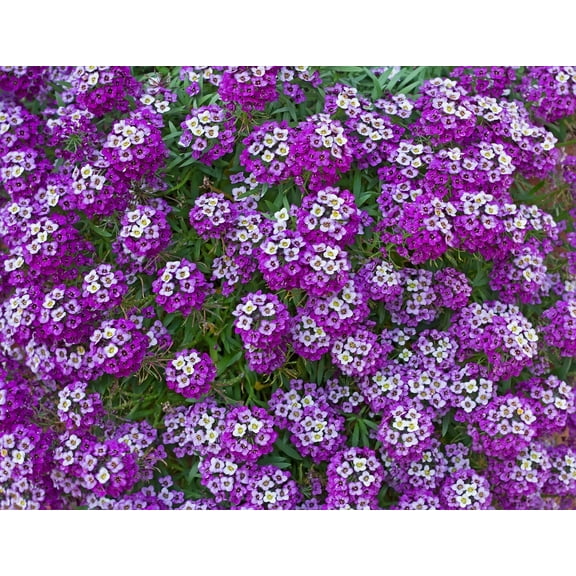 Green River Seeds 25 Sweet Alyssum Eggplant Seeds - Tiny Colorful Flowers for Spring and Fall Gardening, Ideal for Hanging Baskets and Pathways
