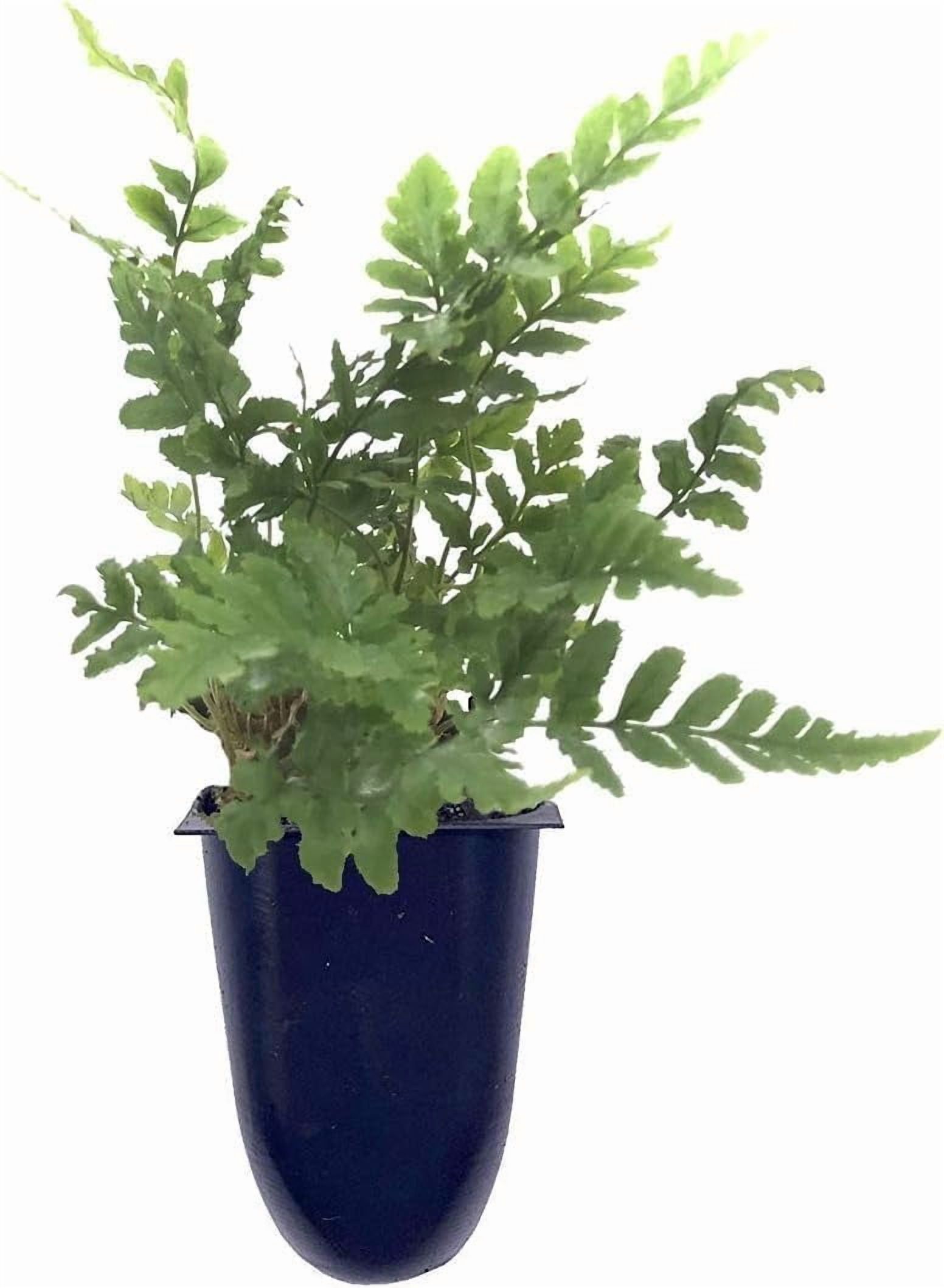Autumn Fern | 10 Live Plants | Dryopteris Erythrosora | Lush Green Foliage | Easy to Grow | Perfect for Indoor and Outdoor Gardens | Vibrant Seasonal Color