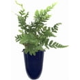 thumbnail image 2 of Autumn Fern | 20 Live Plants | Dryopteris Erythrosora | Lush Green Foliage | Easy to Grow | Perfect for Indoor and Outdoor Gardens | Vibrant Seasonal Color, 2 of 6