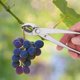 thumbnail image 2 of Multifunctional Stainless Steel Branch Cutter Garden Pruning Shear Scissors Bonsai Tools, 2 of 5