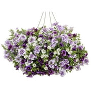 Proven Winner 2G Combo Amethyst Dreams