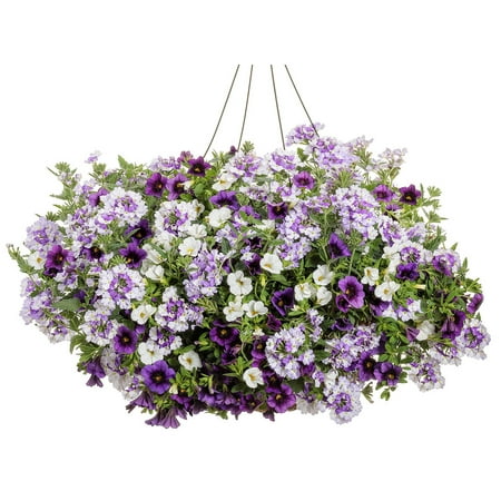 Proven Winner 2G Combo Amethyst Dreams