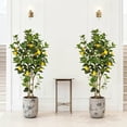 thumbnail image 2 of Huisuilinss Artificial Lemon Tree,Fake Lemon Tree,Faux Lemon Plant,Faux Lemons Citrus Tree In Pot,Yellow Fake Lemon Fruit Silk Tree For Home Office Kitchen Decor Party Wedding Christmas,2 Pack 4FT, 2 of 8