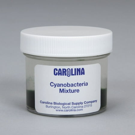 Cyanobacteria Mixture, Living Blue-Green Algae Culture