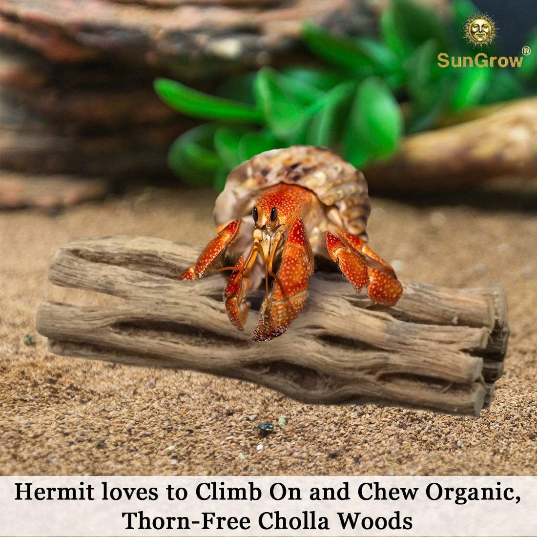 SunGrow Hermit Crab & Leopard Gecko Cholla Wood, for Aquarium Tank Driftwood Decor & Climbing Toy, 6-in, 3 count