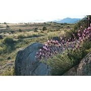 100 FRENCH LAVENDER aka Butterfly Lavender, Spanish, Topped Lavandula Stoechas Fragrant Blue Purple Flower Herb Seeds