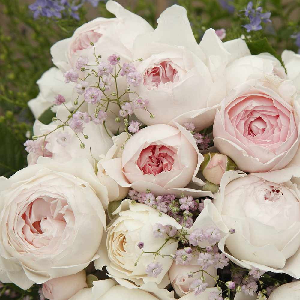 Heirloom Roses Rose Bush - The Parfuma® Earth Angel Floribunda Plant , Live Fragrant Plants For Outdoors , Pink Own Root Bushes For Planting , One Gallon Potted Outdoor Flowers