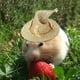 thumbnail image 5 of Sombreros para mascotas Sombrero de hámster Sombrero de animales pequeños con estilo duradero Gorro de pollo divertido para fiesta de hurón de ardilla Dorado Salvador Sombrero de hámster, 5 of 9