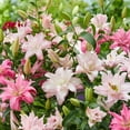 thumbnail image 2 of Mixed Double Oriental Lily Flower Bulbs - 3 Lilies Per Pack - Pleasantly Scented - Huge Blooms Up To 36" Tall - Good as Cut Flowers - Perennializing, 2 of 4