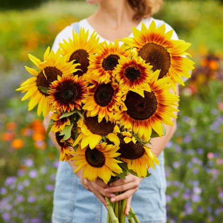 Sunflower Seeds - Ring of Fire - 1 Ounce - Yellow/Red Flower Seeds, Heirloom Seed, Open Pollinated Seed Attracts Bees, Attracts Butterflies, Attracts Pollinators, Easy to Grow & Maintain, Edible