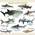 thumbnail image 3 of CafePress - Sharks Of The World Light T Shirt - Light T-Shirt - CP, 3 of 4