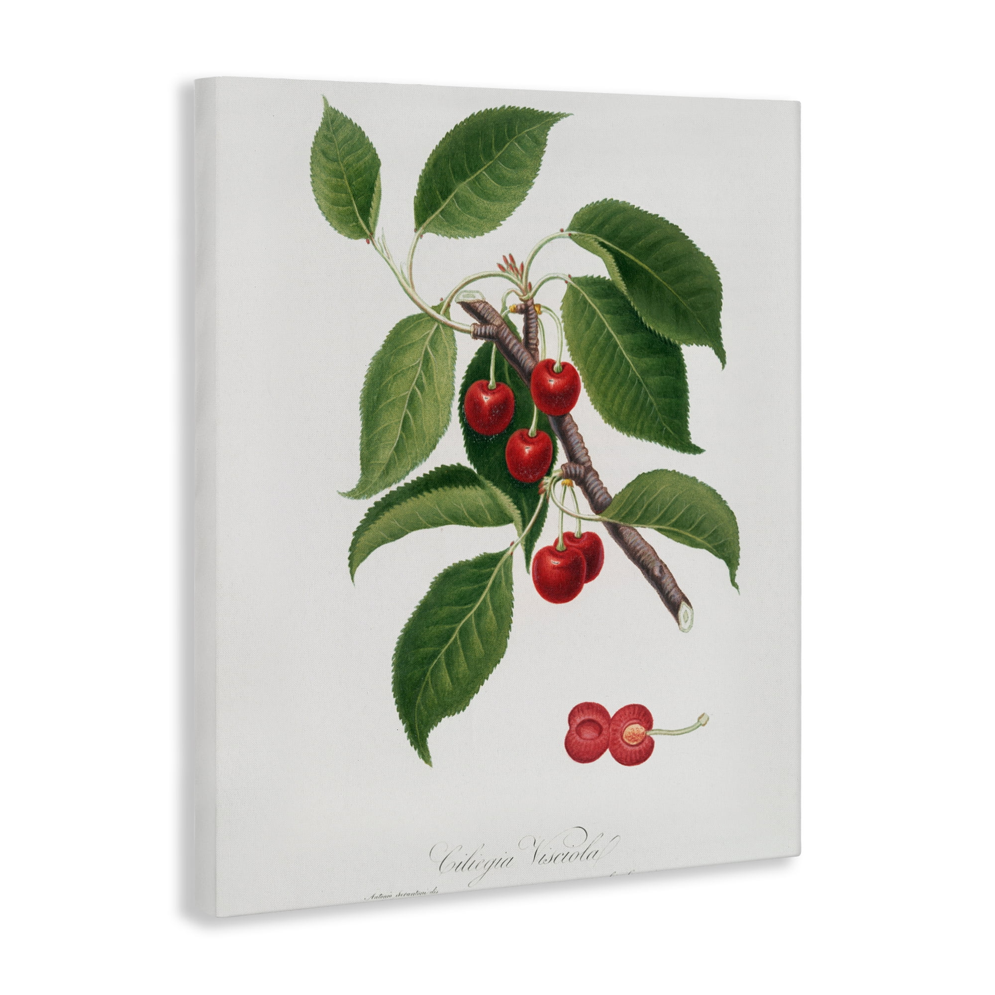 Latin Study of Cherry Plant Canvas Wall Art, design by Lettered and Lined