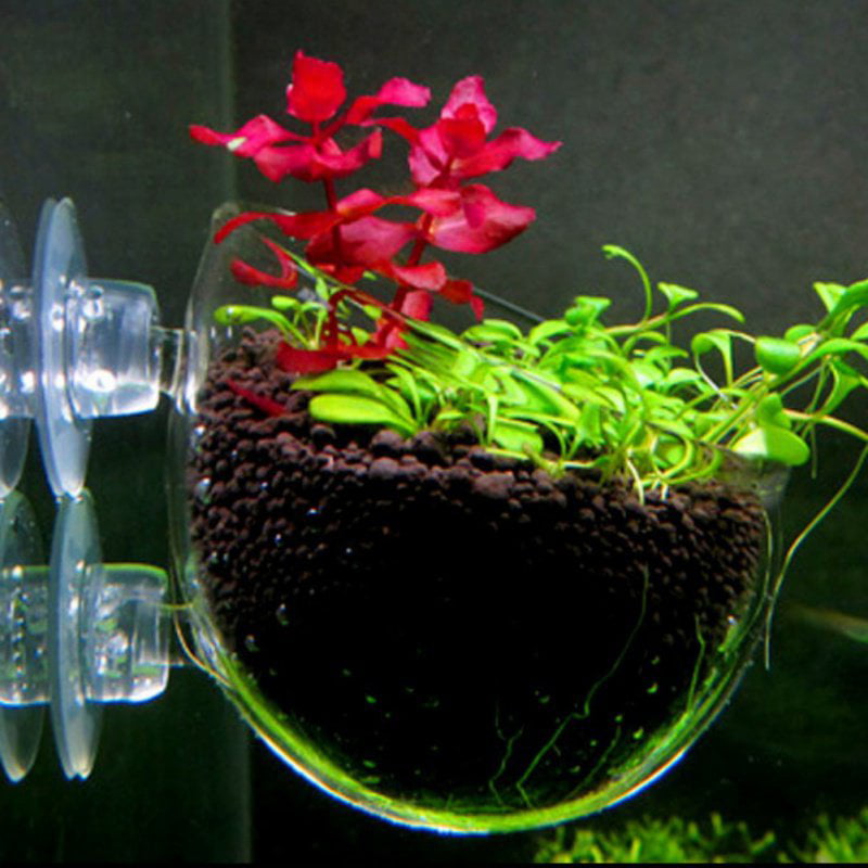 Clear Aquarium Fish Tank Aquatic Crystal Glass Pot Plant Cup Holder Two Sucker 