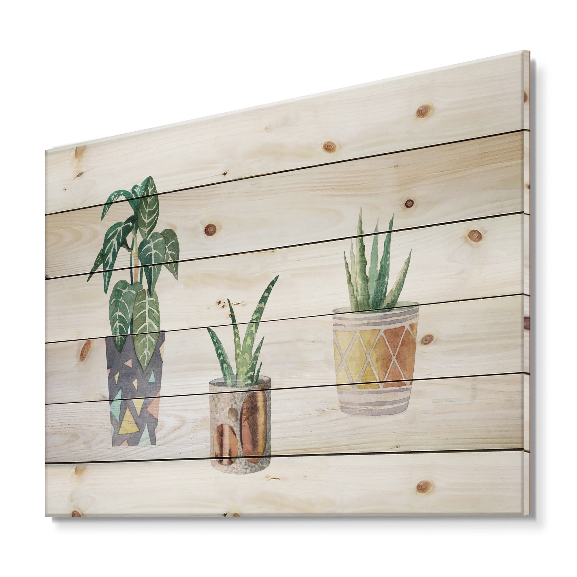 Designart 'Three Potted Houseplants On White' Traditional Print on Natural Pine Wood