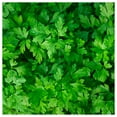 thumbnail image 3 of Everwilde Farms - 1000 Plain Single Parsley Seeds - Gold Vault Jumbo Bulk Seed Packet, 3 of 5