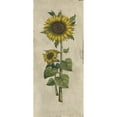 thumbnail image 3 of Vision Studio 13x24 Black Modern Framed Museum Art Print Titled - Sunflower Fresco II, 3 of 5