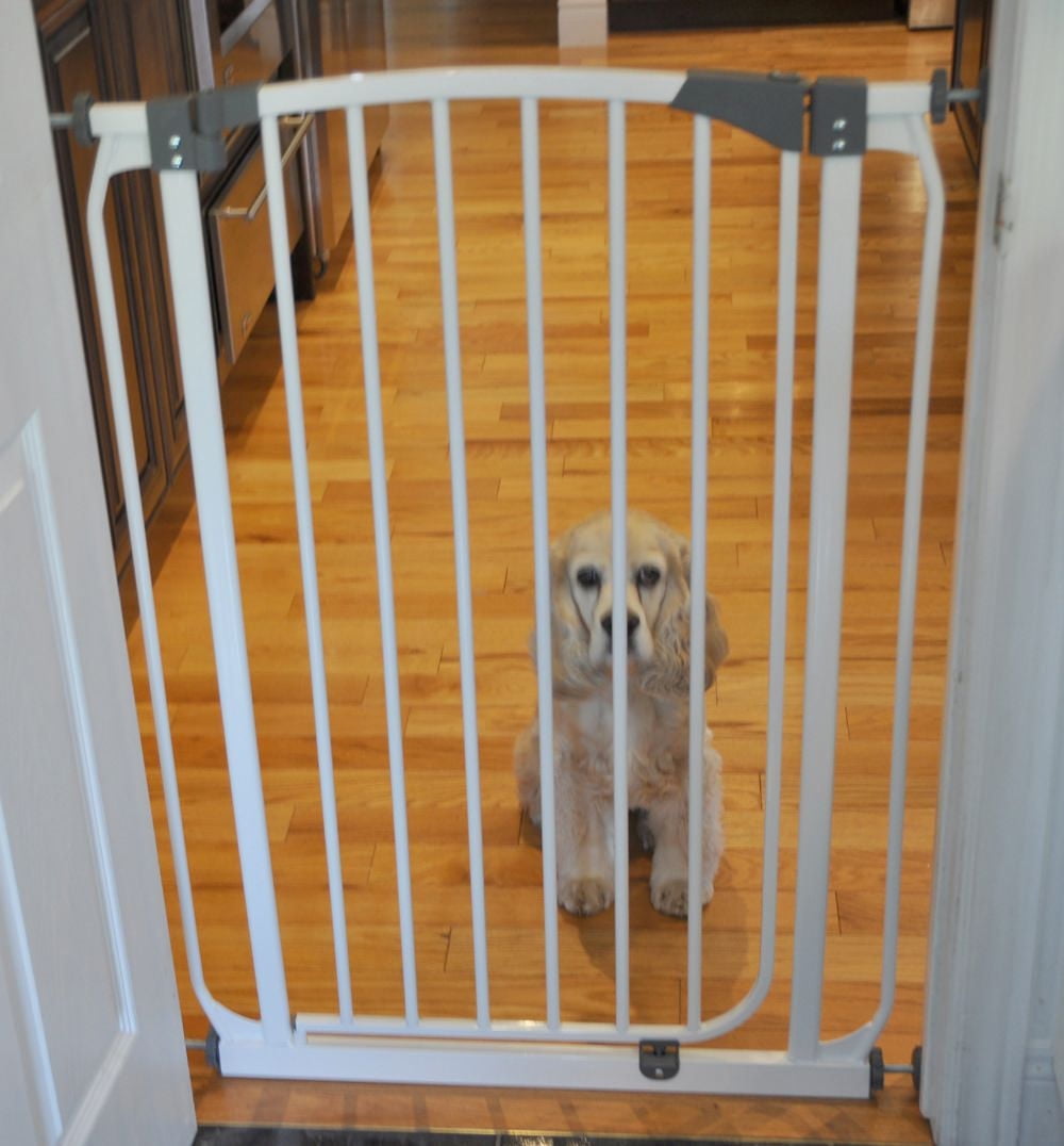 Cool Runners 36"H Tall Boy Dog Gate