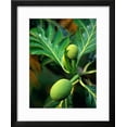 thumbnail image 2 of Breadfruit tree on Jamaica, Botanical Scenic Framed Art Print Wall Art by Rainer Hackenberg Sold by Art.Com, 2 of 5