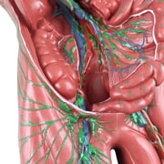 Axis Scientific Human Lymphatic System Model for Adults