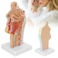 thumbnail image 4 of Anatomical Model, Easy Observation Lifelike Details Human Nasal Cavity Model  For Anatomy For Demonstration For Teaching, 4 of 8