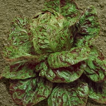 Bibb Lettuce Seeds - Butterhead, Limestone Lettuce, Non-GMO, Free Shipping