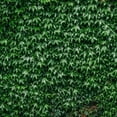 thumbnail image 4 of Ivy Plant Live Fast-growing, Potted 3-5" in Tall, Climbing Indoor Outdoor Houseplant, Easy Care Trailing Vine, Fast Growing Small Starter Plant for Home Office Décor (Common Boston Ivy), 4 of 6