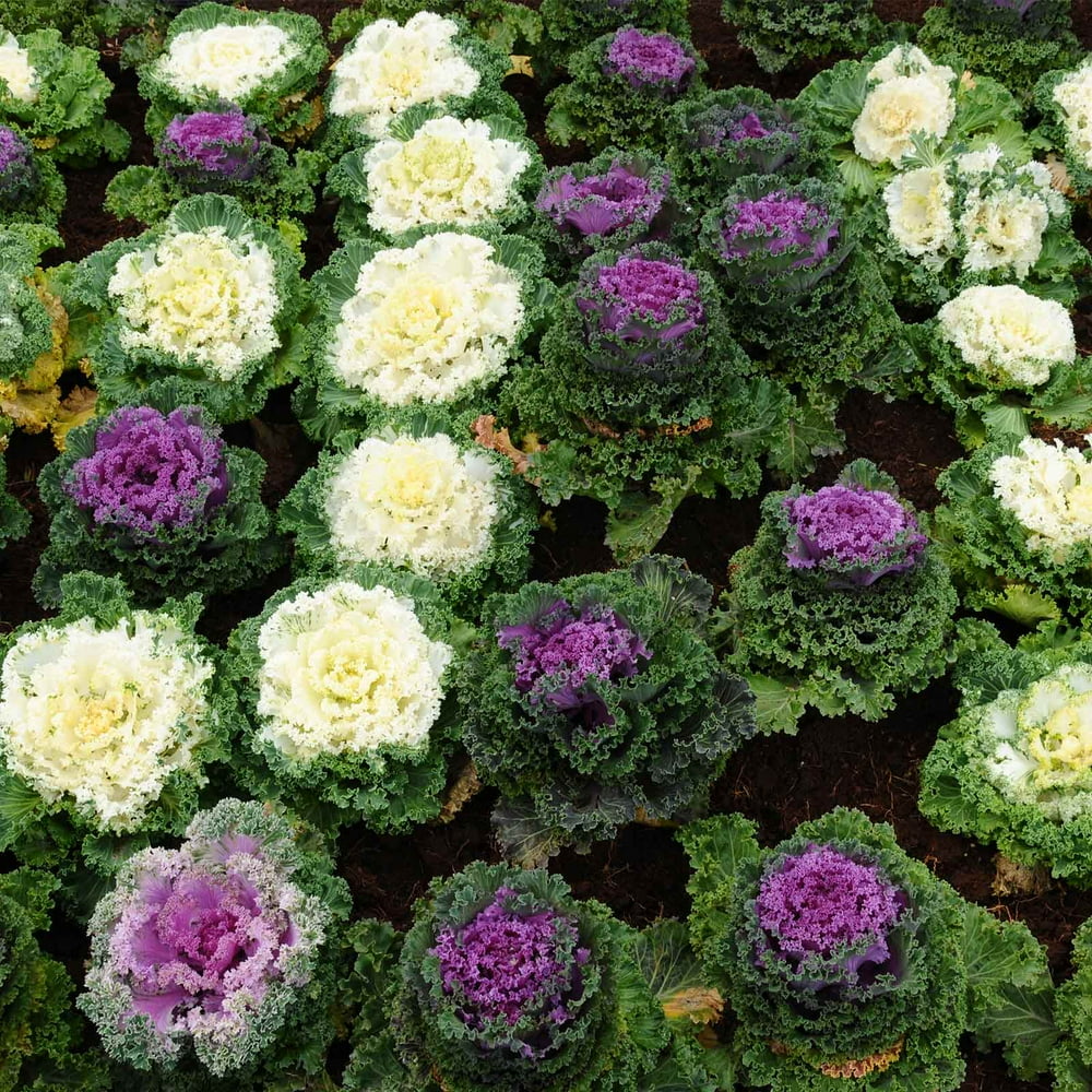 Kamome Series Flowering Kale Garden Seeds Mix 1000 Seeds NonGMO