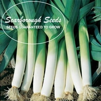 SCARBOROUGH SEEDS LARGE AMERICAN FLAG LEEK 500 SEEDS HEIRLOOM | NON-GMO | USA
