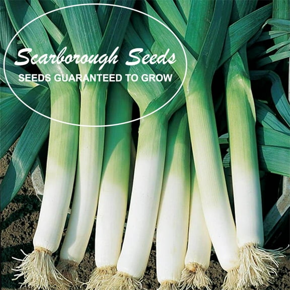 SCARBOROUGH SEEDS LARGE AMERICAN FLAG LEEK 500 SEEDS HEIRLOOM | NON-GMO | USA