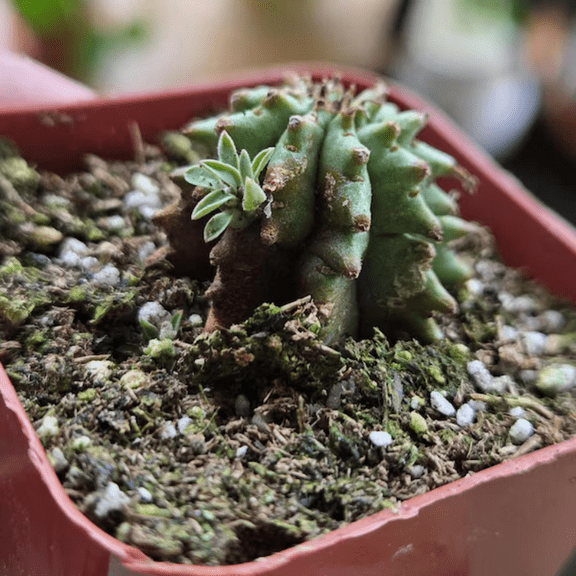 Twisted Euphorbia Cactus, Spiral cactus, Rare succulent, Live Plant in 3.5'' pot