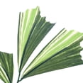 thumbnail image 3 of Hytrove 10Ud Ramas Artificiales De Hojas Palma Fishtail Decorativas Para Centro De, 3 of 6
