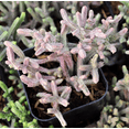 thumbnail image 5 of Crassula Muscosa F. Variegata 'Watch Chain' Succulent Live Plant 2 Inch for Indoor Outdoor Home Office Garden Decor, 5 of 6
