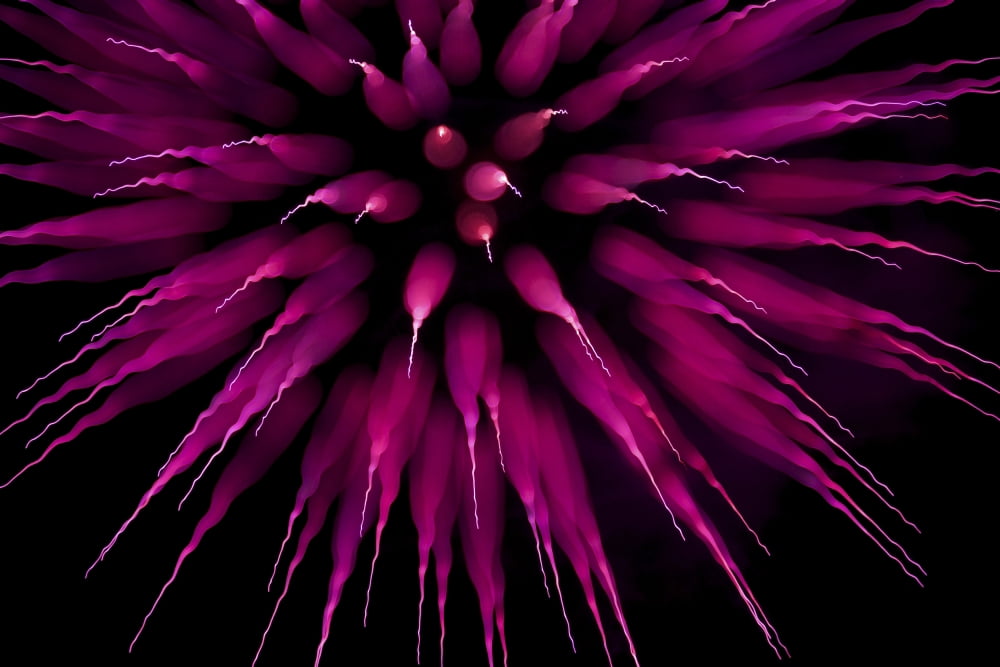 Abstract Purple Fir