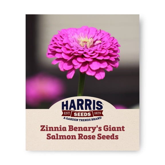 Harris Seeds Benary's Giant Lilac Zinnia, Large Dahlia Flower Type for Cut Flowers, 50 Count