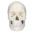 thumbnail image 3 of 1:1 Skull Model, PVC Material Detachable Skull Bone  for Anatomy Learning Course, 3 of 7
